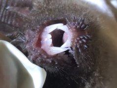 Drapieżca z Ameryki zaskakuje. Łowi skuteczniej niż lew