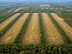 Wycinają jedną z największych puszczy w Polsce. Wiemy, co tam będzie