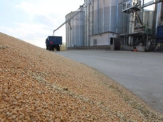 Ceny zbóż i rzepaku w listopadzie 2025. Gdzie skupy płacą najwięcej?