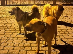 Rdzawka: Po wsi biegały trzy agresywne psy. Zaatakowały innego czworonoga