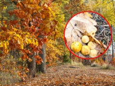 "Dziwne kulki na liściach". Leśnicy wyjaśniają, co to jest