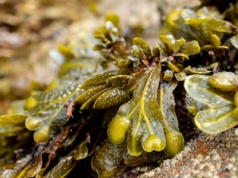 Morszczyn bogaty w jod – tarczyca, metabolizm, odporność