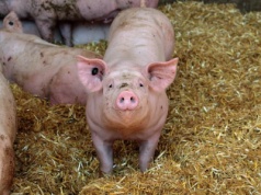 Rolnicy alarmują: pożyczki ASF wstrzymane. KRIR apeluje o natychmiastową interwencję