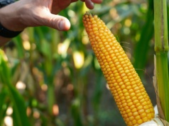 Przegląd topowych nowości kukurydzianych o różnym FAO