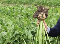 Kradli buraki z pola. Ale nadjechał dzielnicowy