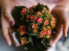 Małe pąki, wielkie "wow". Ta piękność potrafi kwitnąć dwa razy do roku