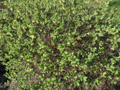 Przygotowanie stanowiska pod sadzenie jagody kamczackiej. Jaki odczyn pH będzie tu najlepszy?