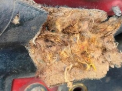 Najlepszy odstraszasz na kuny. Działa i kosztuje grosze