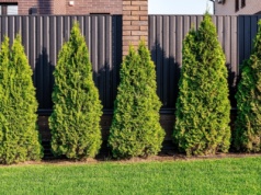 Kluczowe 220 centymetrów. Przekroczysz limit, sąsiad może złożyć pozew do sądu