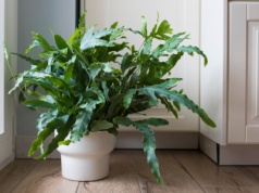 Roślina z dżungli, którą pokochają domowi ogrodnicy. To paproć idealna dla zapracowanych