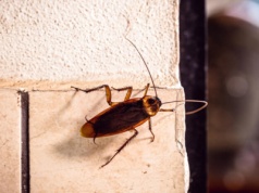 Skąd w domu biorą się prusaki?