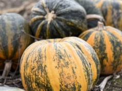 Dynie ale nie na halloween, czyli kilka słów komentarza o uprawie