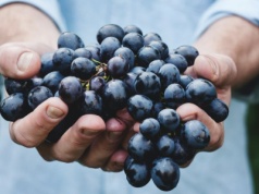 Niemieckie media nie mogą się nachwalić polskich win. "To dopiero początek"