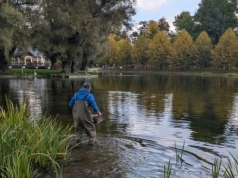 Nasadzenia roślin wodnych w legnickim Kozim Stawie