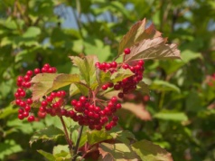 Kalina koralowa szybko uwalnia napięcie, łagodzi ból, skurcze
