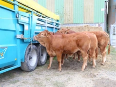 Krowy droższe nawet o 1,20 zł. Jakie są aktualne ceny bydła?