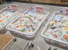 W szczecińskim szpitalu przyszły na świat jednojajowe trojaczki