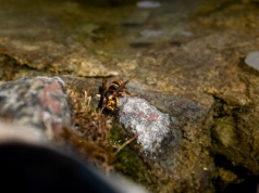 "Mordercze szerszenie" zabiły ojca i syna. "Nigdy nie widziałem czegoś tak strasznego"