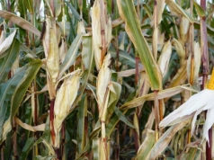 Dwukolbowość w kukurydzy. Większy plon czy strata?