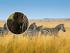 To urocze zwierzę zadziwia świat. Ma kropki zamiast pasków