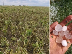 Rolnicy tracą pomoc przez 0,01 proc. strat. Będzie zmiana zasad?