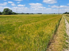 KOWR sprzedaje 112,5 ha pod Koszalinem. Licytacja od 10 mln zł