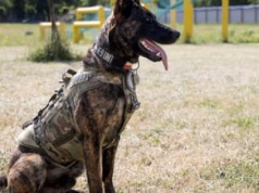 Policyjny pies Piorun udusił się w radiowozie. Prokuratura chce umorzyć sprawę