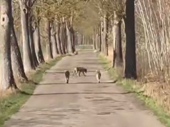 Wilki zagryzły na śmierć kotne owce. 5 osobników porwało psa