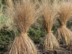 Trawy ozdobne nie przetrwają zimy bez tego zabiegu. Zrób to, zanim spadnie śnieg