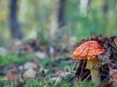 Moda na trujące grzyby nie ustaje. Do szpitala trafiają dziesiątki osób