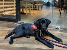 Wyprosili go z restauracji w Varso Tower z psem szkolonym na przewodnika. "Następny ktoś, kto jeździ na wózku?"