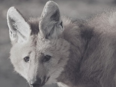 Wielki smutek w gdańskim zoo. Odszedł wyjątkowy podopieczny. "Był przyjacielem"