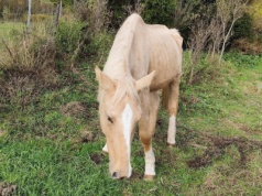 Od lat pomagają zwierzętom na Warmii i Mazurach. Teraz walczą o życie chorej klaczy Scarlet