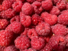 Maliny w ogrodzie i tunelu