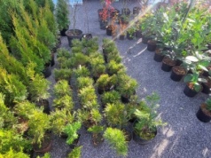 „Drzewko za makulaturę” w Gorzkowicach. Ponad 2 tony zebranych surowców wtórnych!