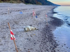 Młoda foka na plaży w Pobierowie. Potrzebowała pomocy