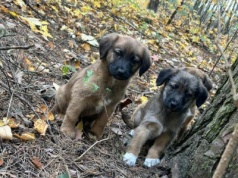 72-letnia mieszkanka gminy Kruszwica porzuciła sześć szczeniaków. Kobieta usłyszała już zarzuty