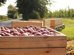 Sadowniku, policja patrzy. Jak uniknąć mandatu za ciągnik?