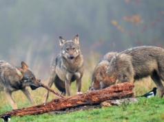 Odszkodowania za szkody wyrządzane przez ptaki i wilki. Sejmowe komisje przegłosowały projekt ustawy