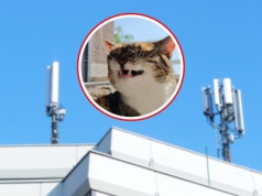 Mieszkańcy boją się masztu 5G. Nawet kot stoi po ich stronie. "Unika balkonu"