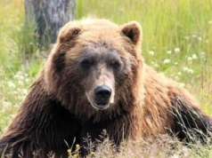 Słowacja zabiła już 180 niedźwiedzi brunatnych. Robi to wbrew prawu