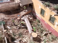 Wycięto stuletnie smocze drzewo w La Laguna na Teneryfie