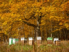 Co pszczoły robią w listopadzie, czyli jesień w pasiece