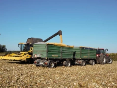 Kukurydza z wolna dosycha i nie tanieje. Jakie ceny zbóż?