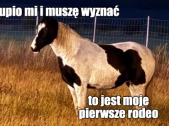 Chojnów: policja pół nocy szukała właściciela konia, który biegał przy autostradzie