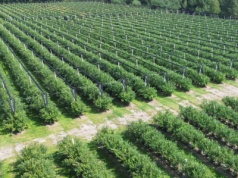 Holendrzy budują w Afryce nowe „borówkowe Peru”?