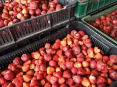 Importujemy więcej mrożonych truskawek niż eksportujemy. Pierwszy raz w historii!