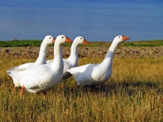 Wysłała gęś pocztą. Prokuratura domaga się kary
