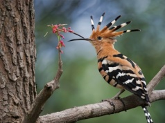 Brytyjczycy świętują. Niesamowity ptak odradza się po prawie 30 latach