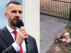 Znowu wilk zagryzł psa. Czy ministerstwo coś zrobi zanim dojdzie do tragedii?